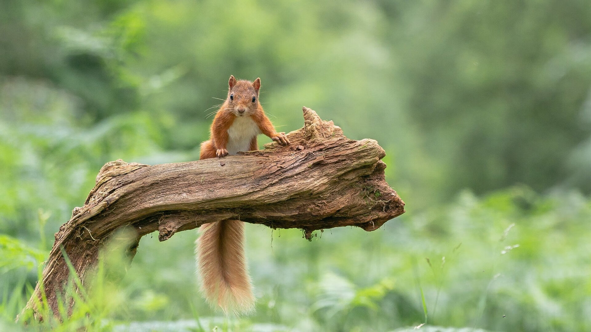 扩展思维后拟定的标题