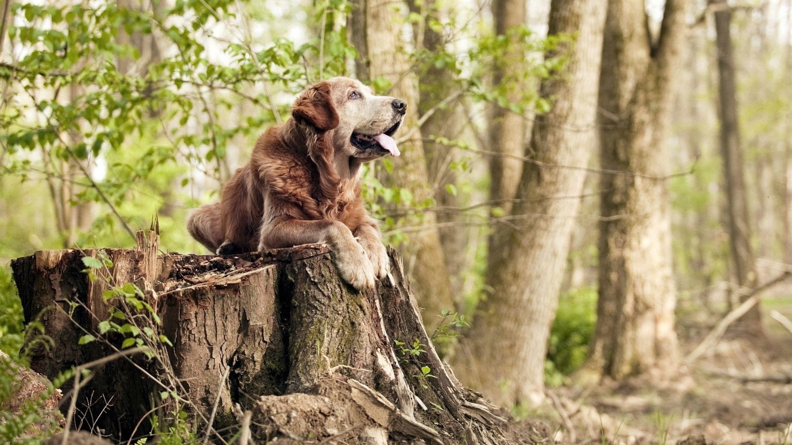 扩展思维后拟定的标题