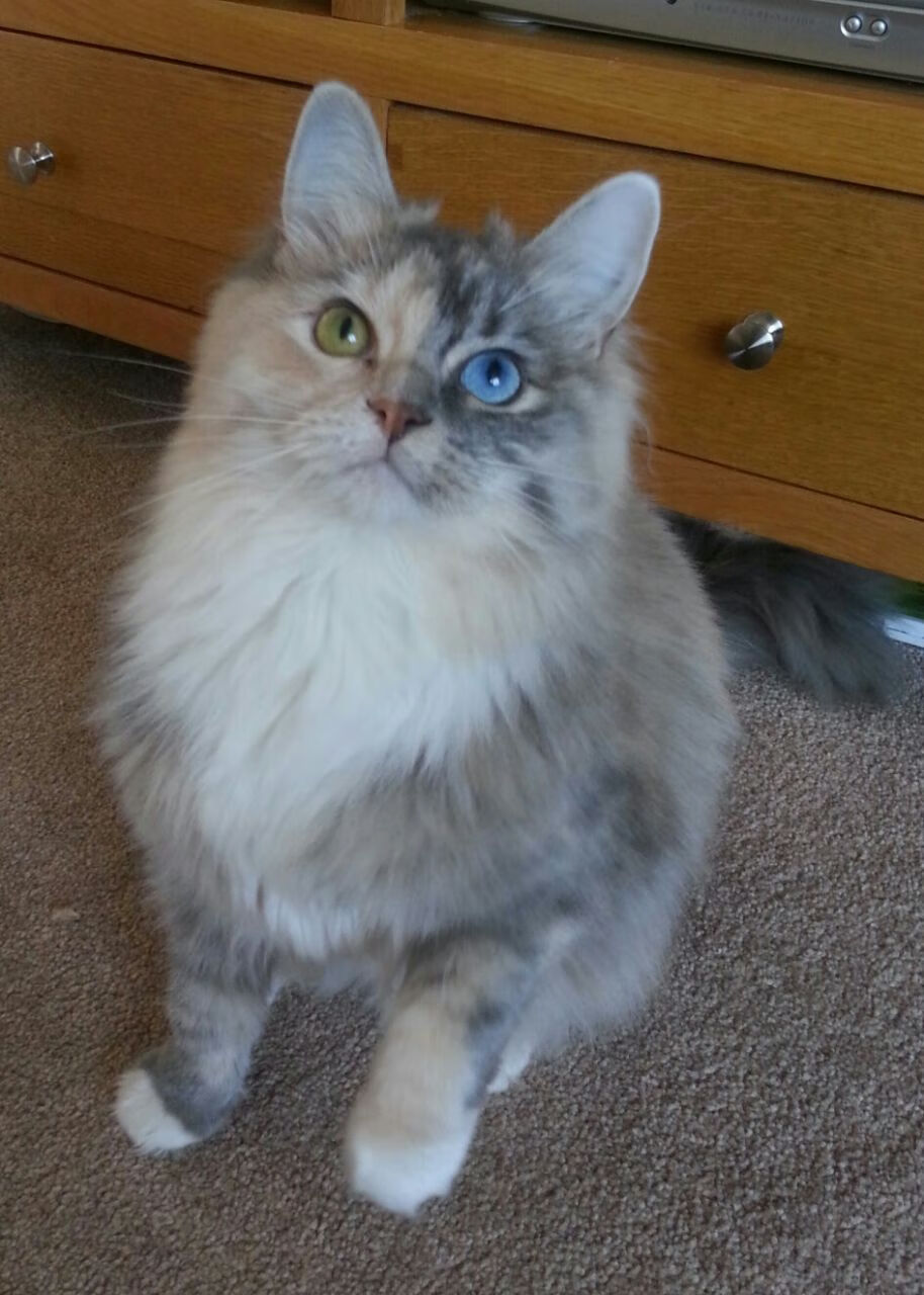 无声处起惊雷，戈贝尔如何以结构性力量点燃赛场