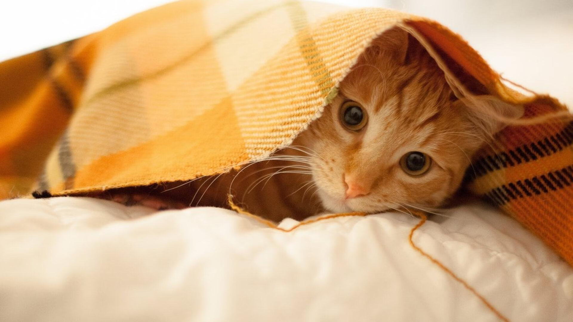 绝境中的红色闪电，中国队极限翻盘波兰，王皓狂轰42分点燃希望之火