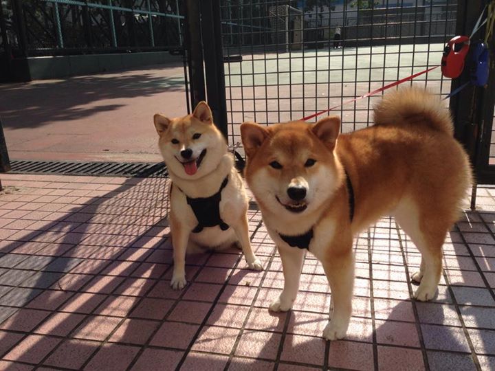 开云体育APP下载-球网隔开两片大陆，一场胜局与一个男人的灼热归来