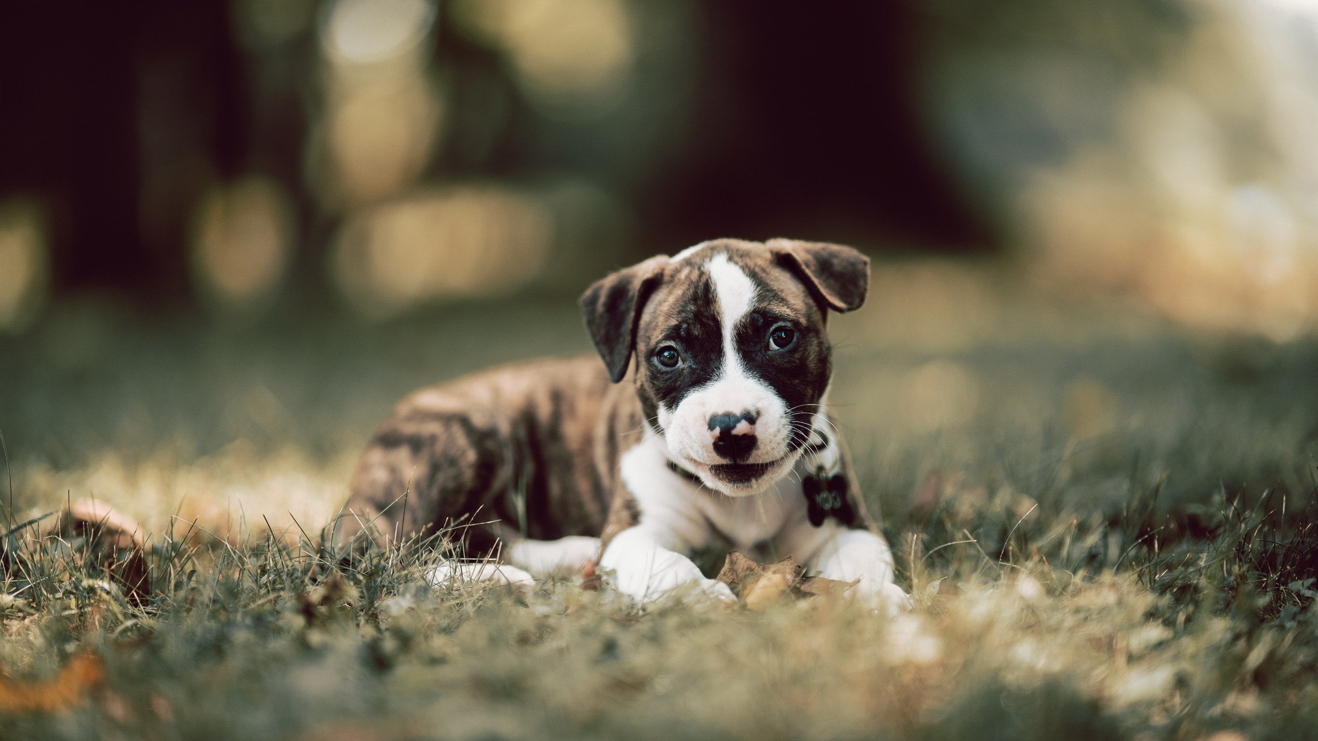 绿茵霸权与时代投影，当葡萄牙式碾压遇见卡塞米罗的纪录之夜