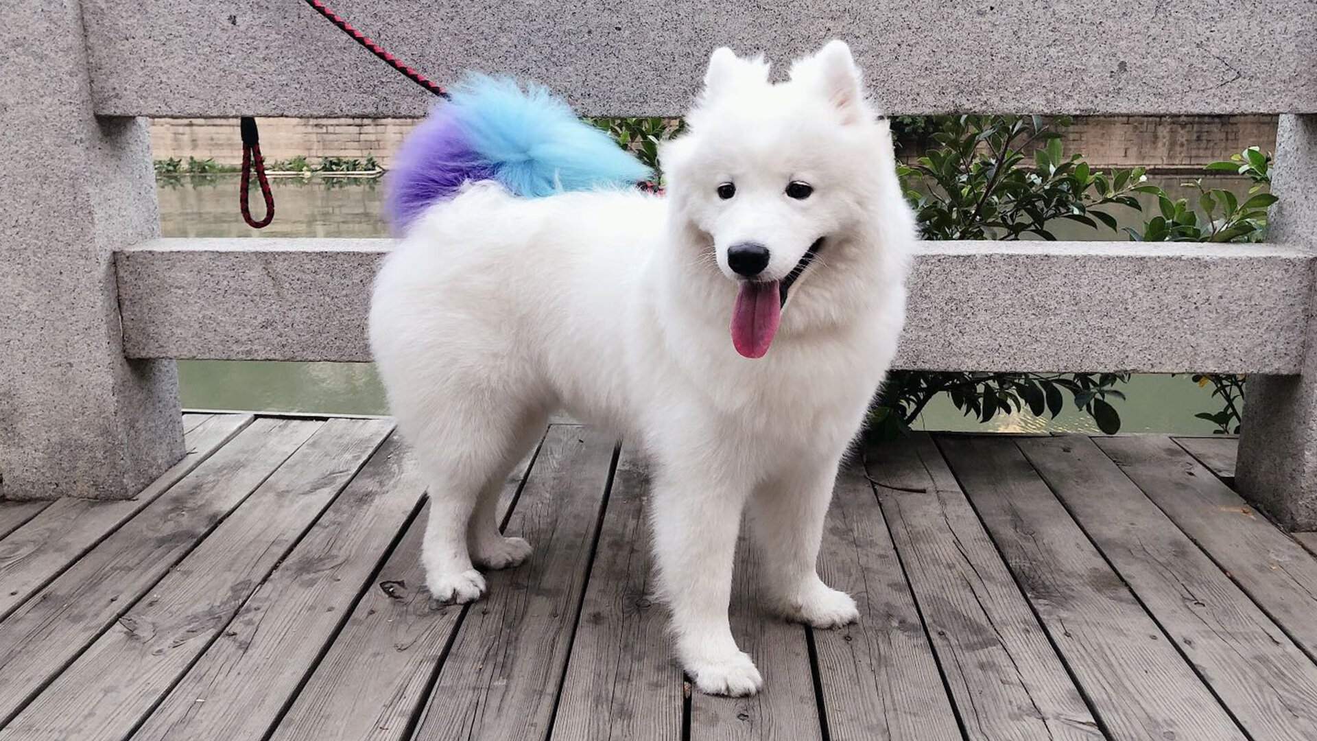 联合杯力克拉沃尔杯,穆雷纪录背后的网球时代变局