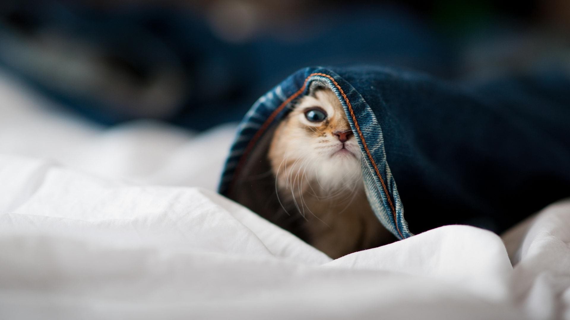 德里赫特锁死埃及神灯,战术棋局下利物浦的信仰危机