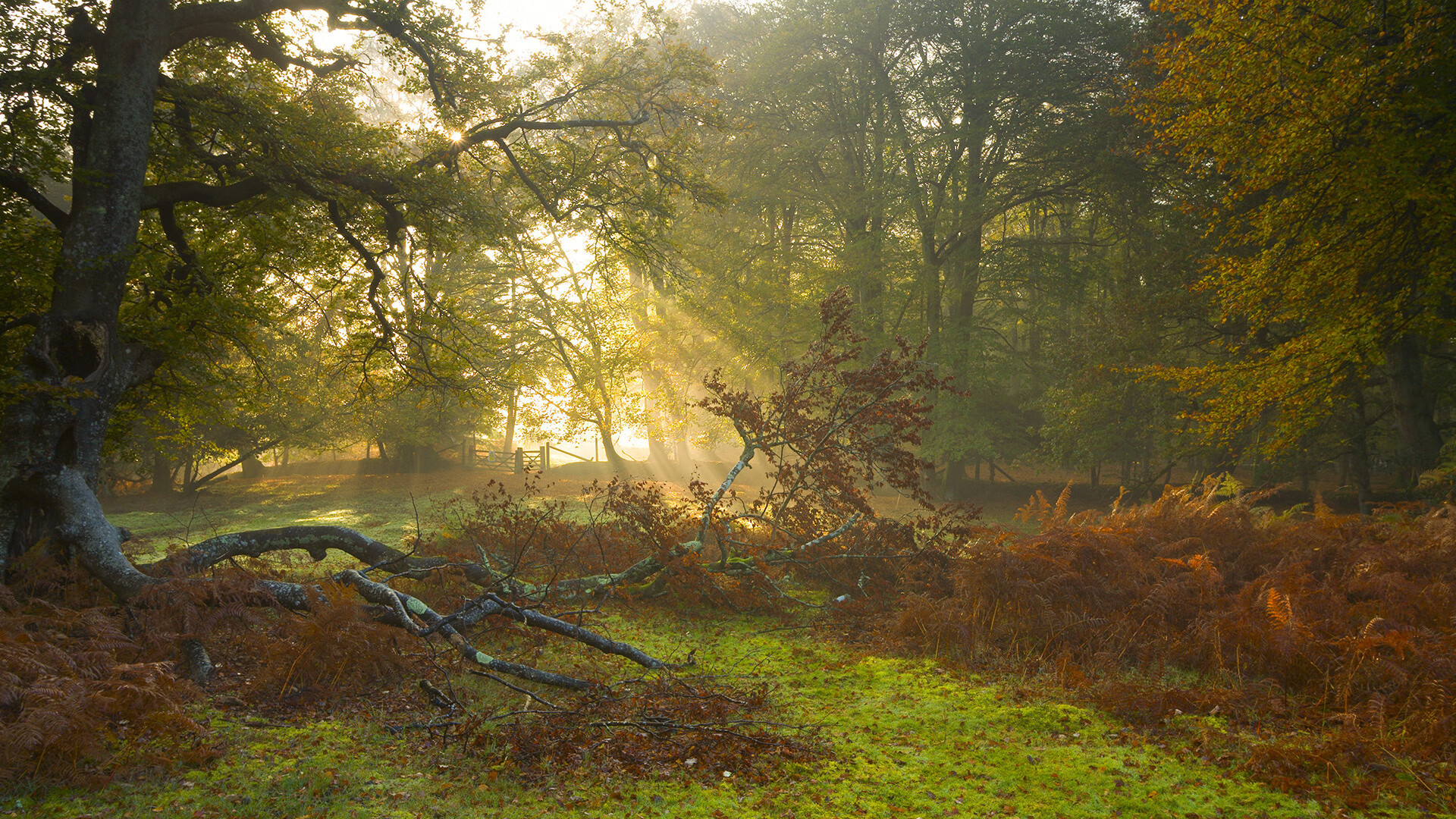 缺席的导演，当厄德高用数据爆炸在别处为哥加之战谱写奇迹
