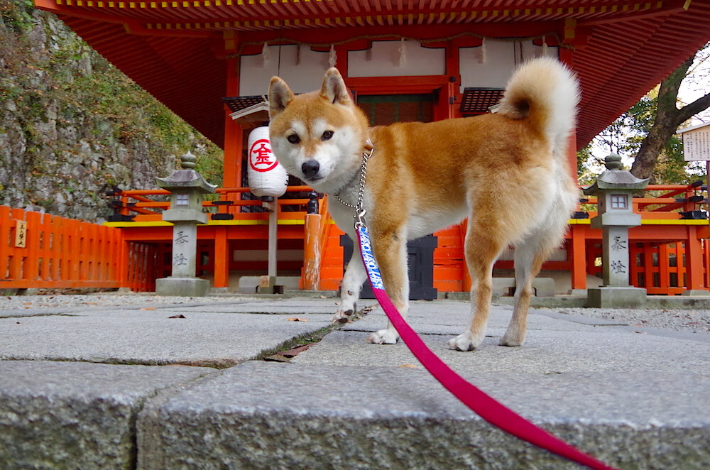 沙漠风暴席卷钢铁战车，伊拉克连续得分压制德国，孔德化身关键先生