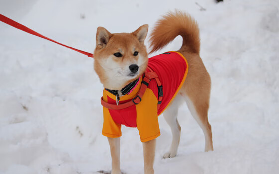 开云体育入口-圣基耶萨的加时祷文，当信仰照亮斯坦福桥的漫漫长夜