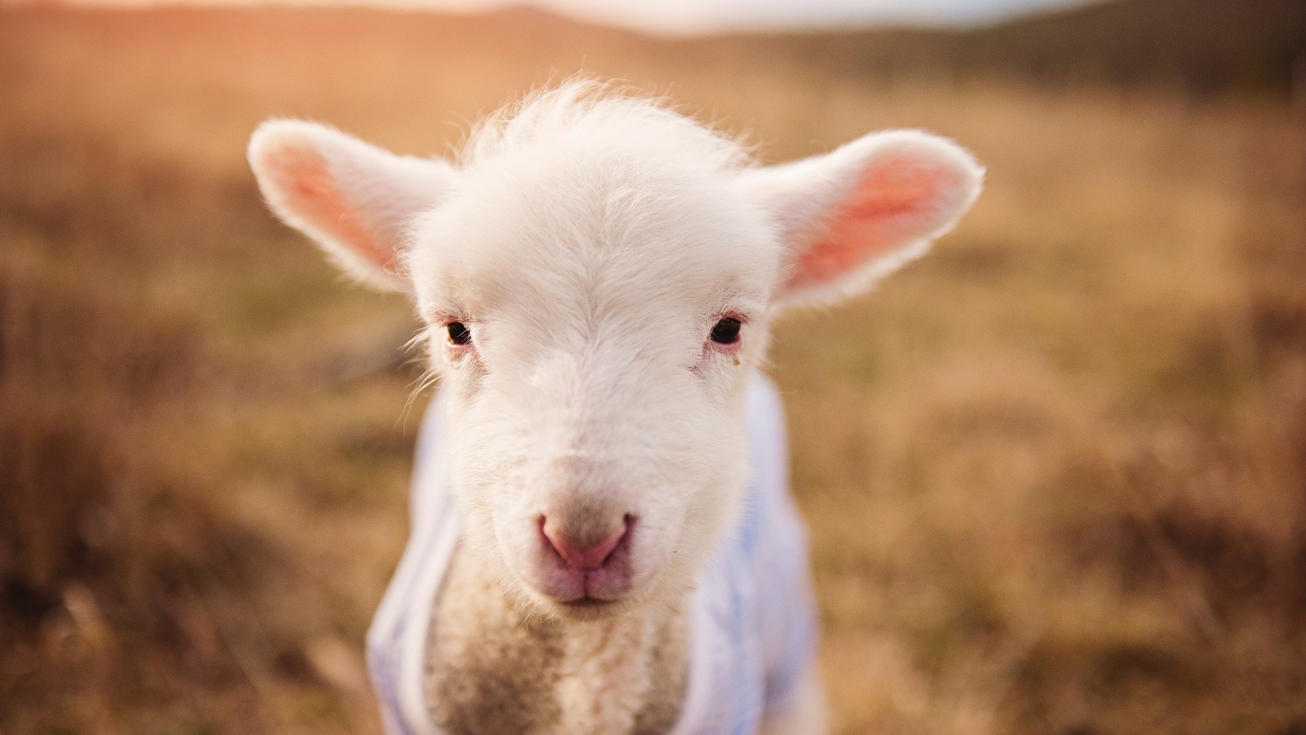 场上风暴与场下智慧，F1揭幕战与热火战术的双重奏