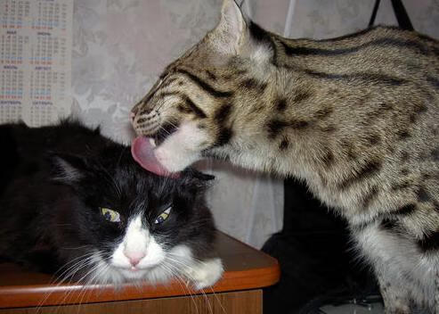 凯恩接管NBA总决赛之夜，乌克兰强势晋级全球舞台