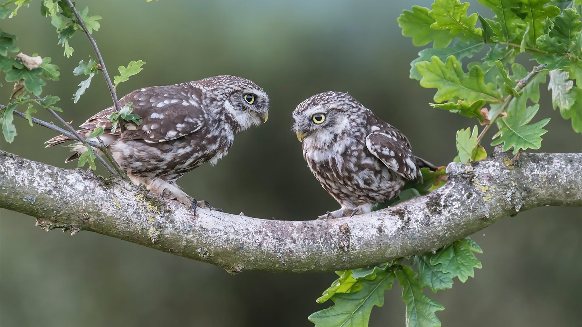 冰与火的淬炼，马克西的11分钟接管如何诠释马刺哲学