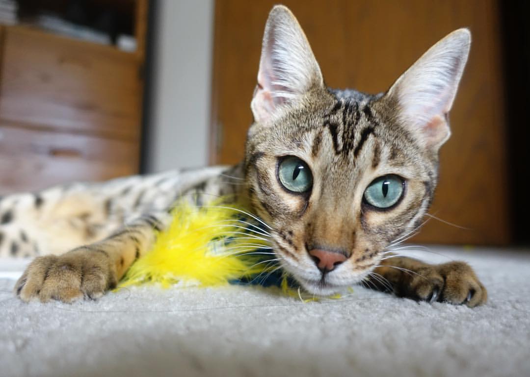 开云-冰与火之歌，利拉德绝境熔断寒冰，公牛铁蹄踏碎活塞重建梦