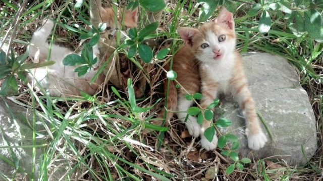 夜刃出鞘，巴林烽火中，恩佐之名在关键弯角凛然觉醒
