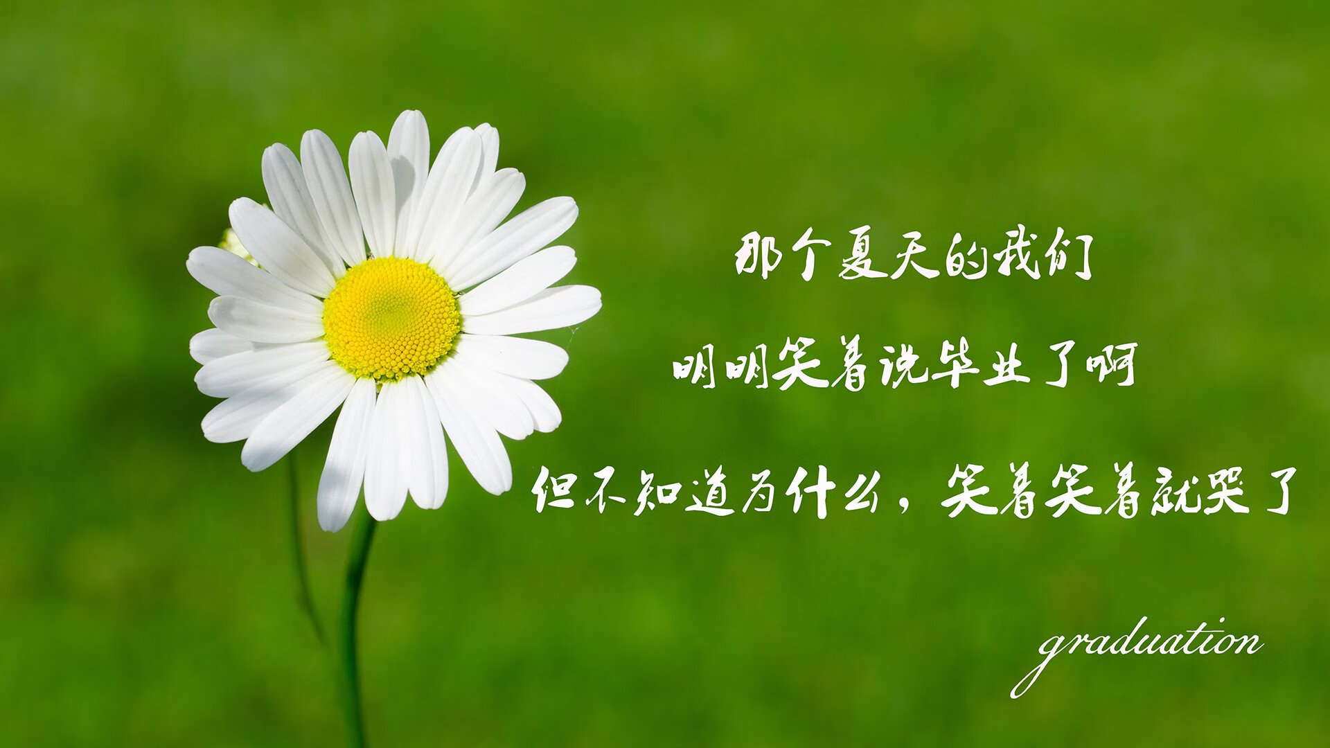 郁金香最后的绽放，2026世界杯D组生死战，荷兰绝杀罗马尼亚的九个瞬间
